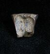 Rare Leptoceratops Tooth #1366-1